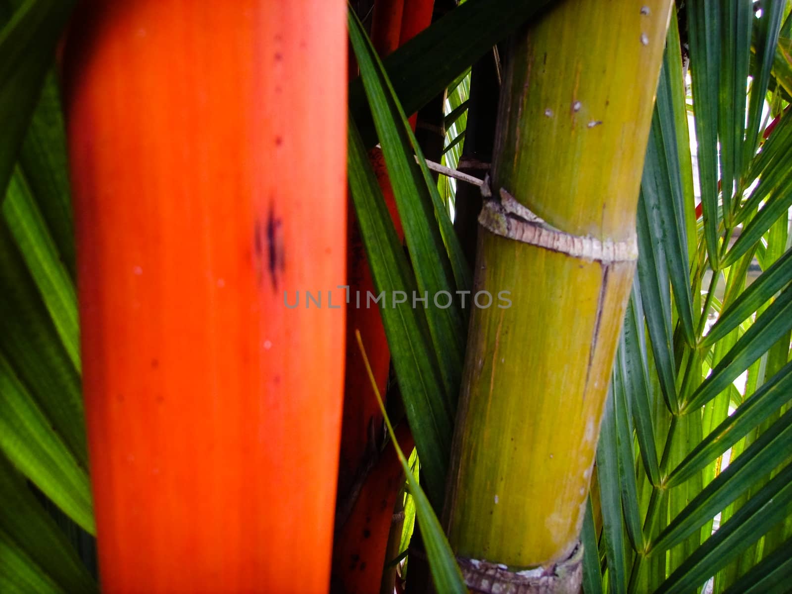 Red and green bamboo like plant by alvingb