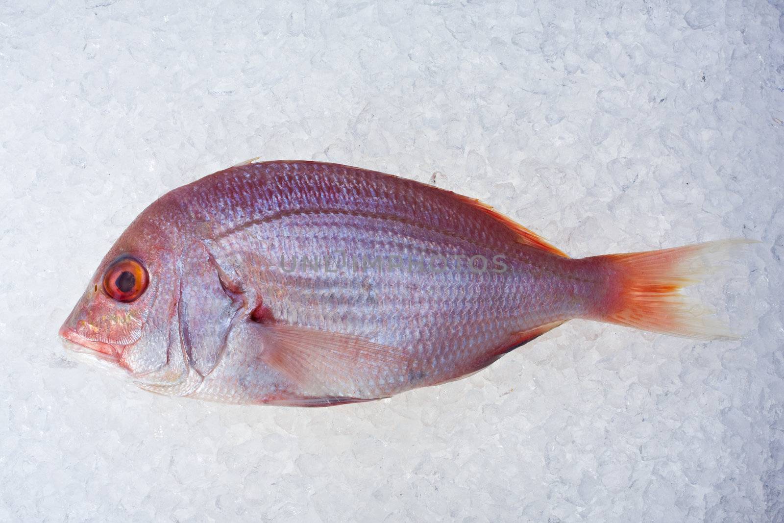 single raw gilthead fish on crushed ice