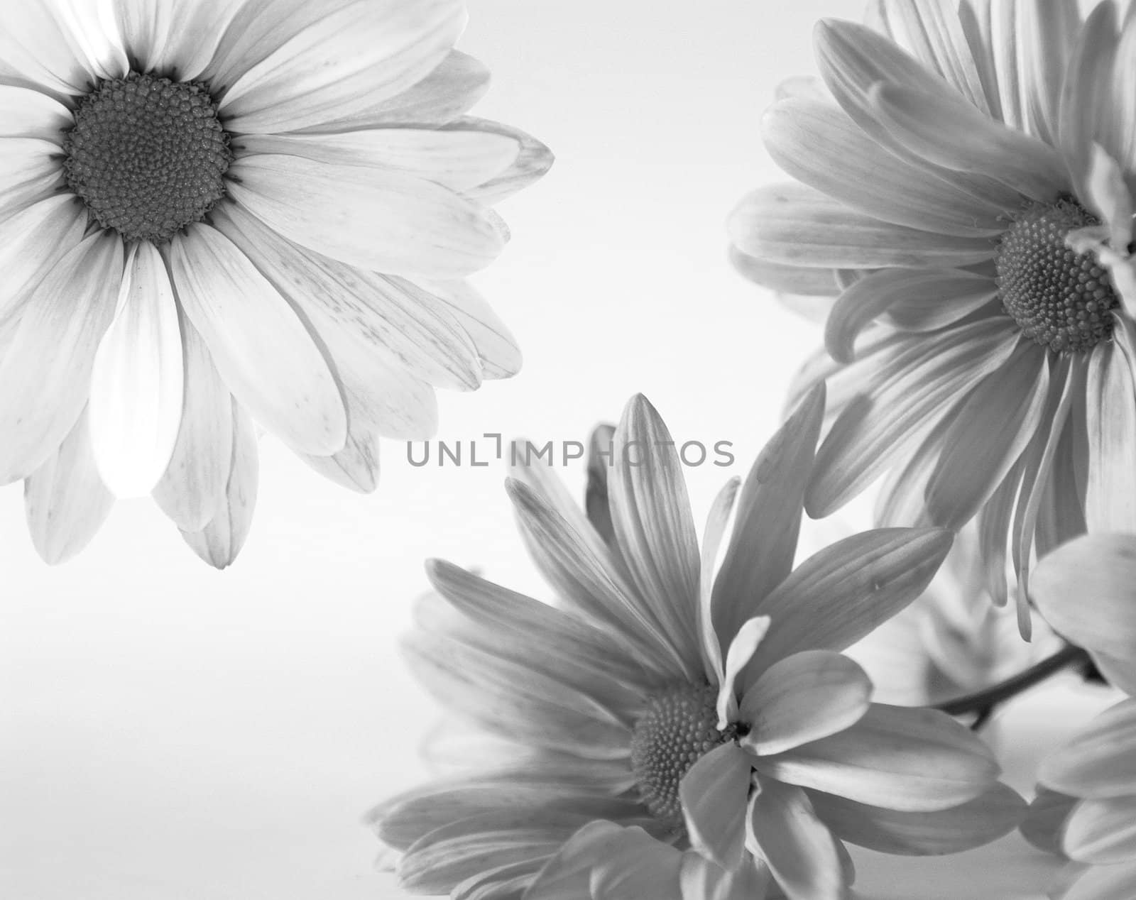 vintage black and white background by Maya