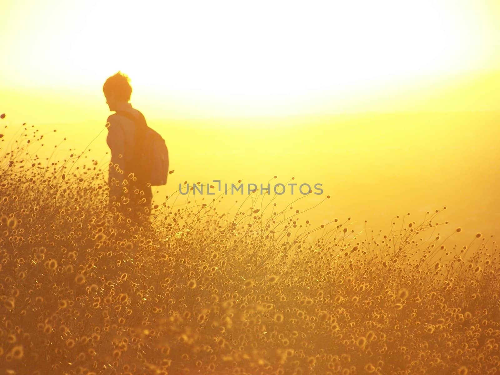 A hiker is in the golden glow of sunset