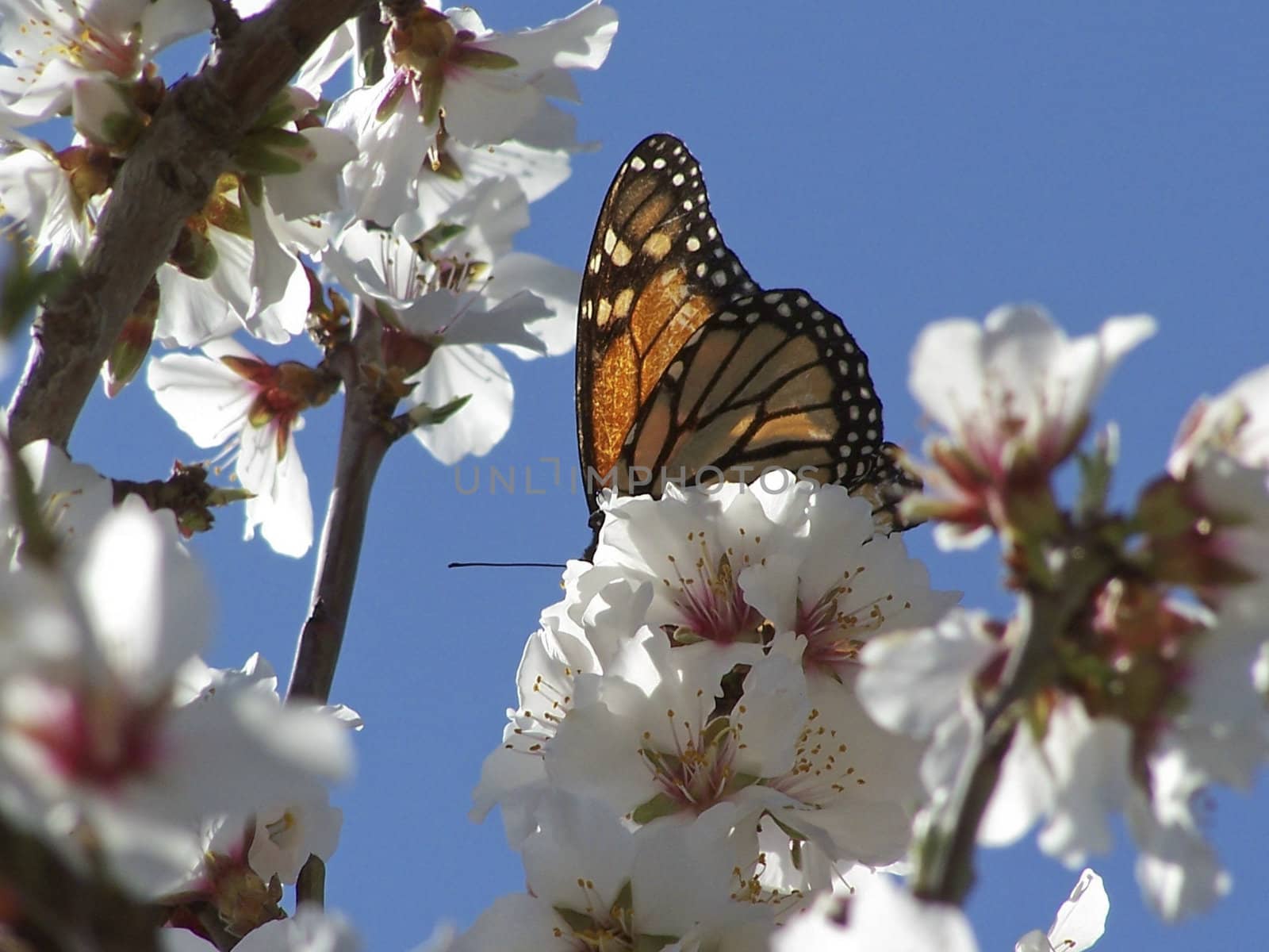 A butterfly lands on some blossom