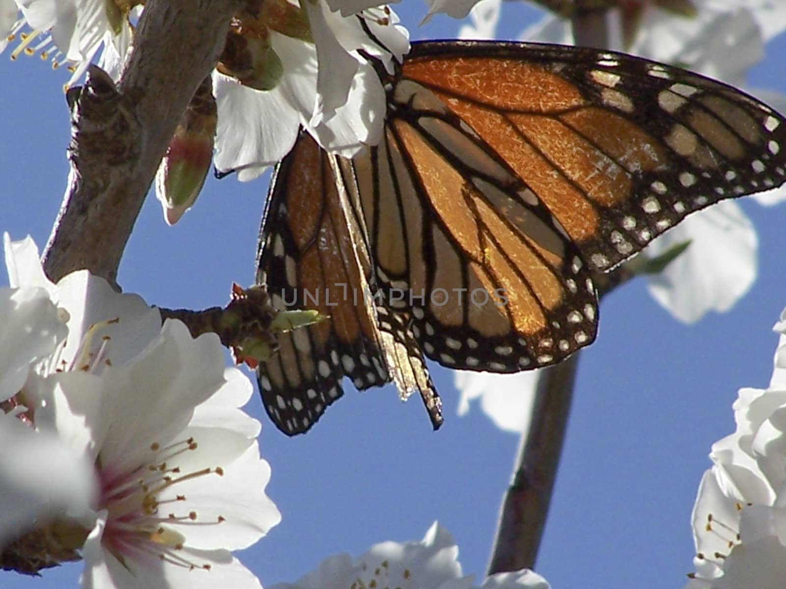  A butterfly lands on some blossom