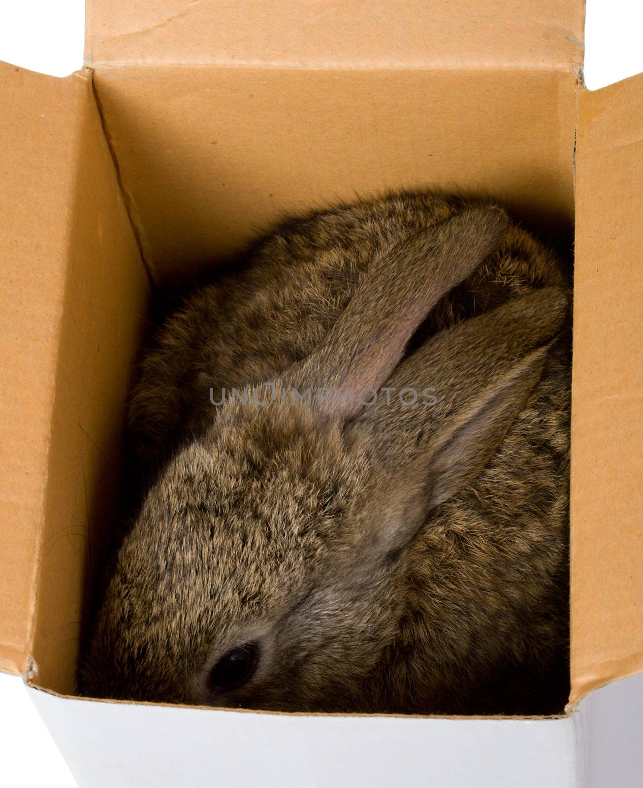 bunny hiding in box by Alekcey