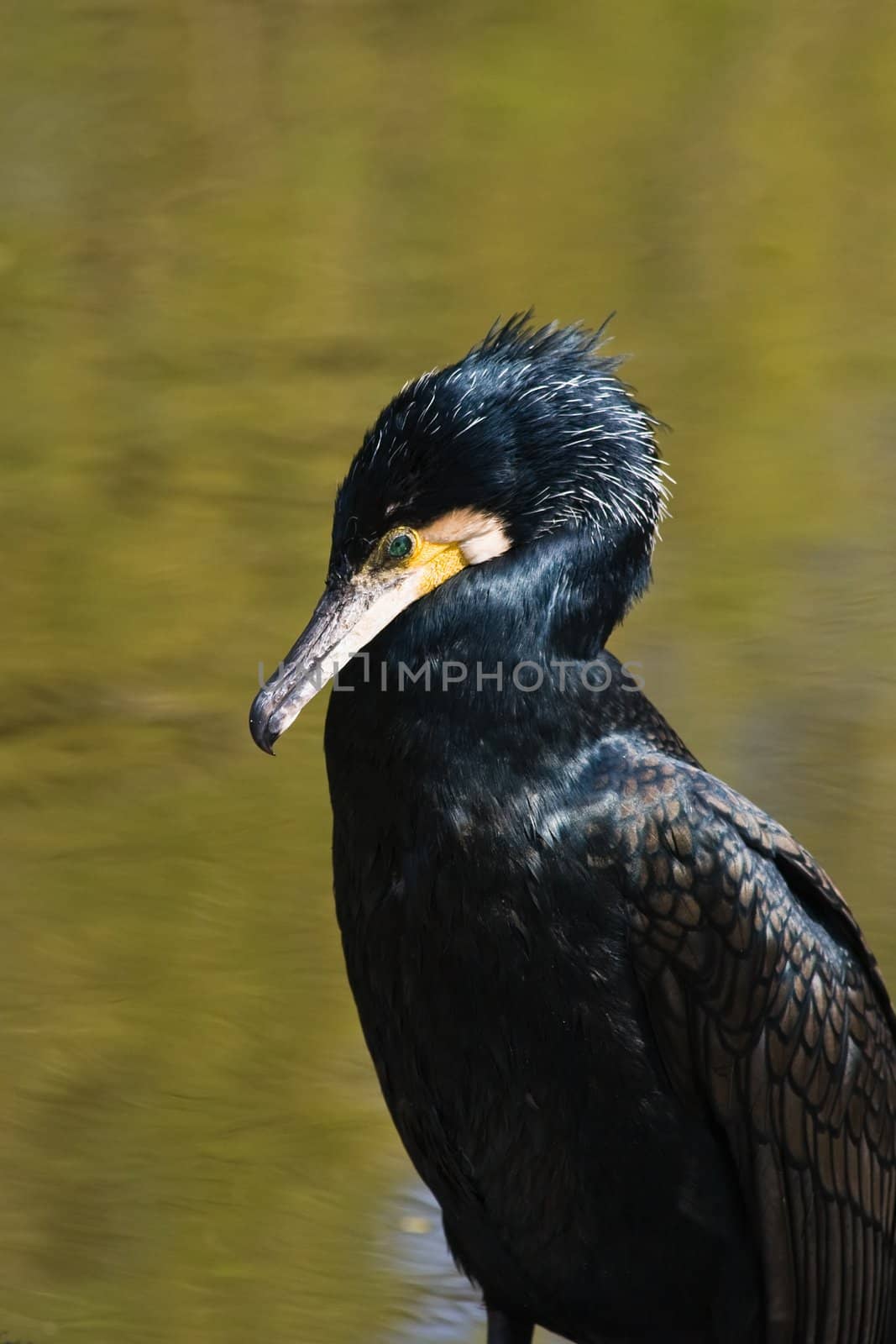 This Great Cormorant is sitting in the sun after fishing and swimming