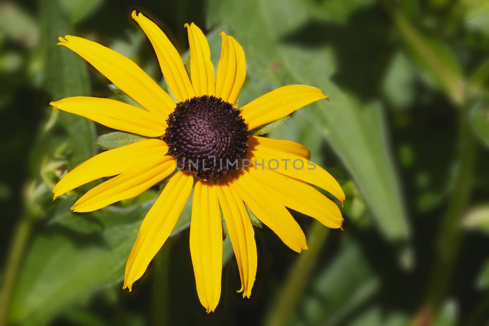 Bright sun lit yellow Black eyed susan flower with soft focus background