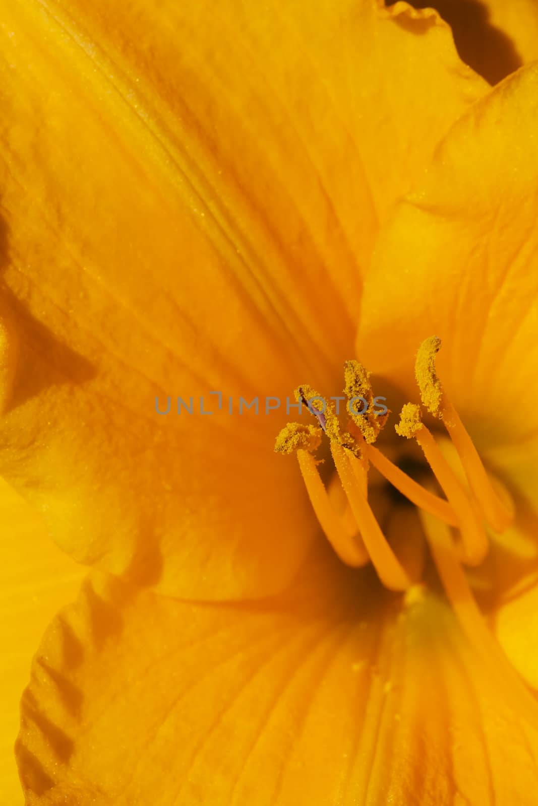 Macro of Yellow Orange Nasturtium with stamen in focus