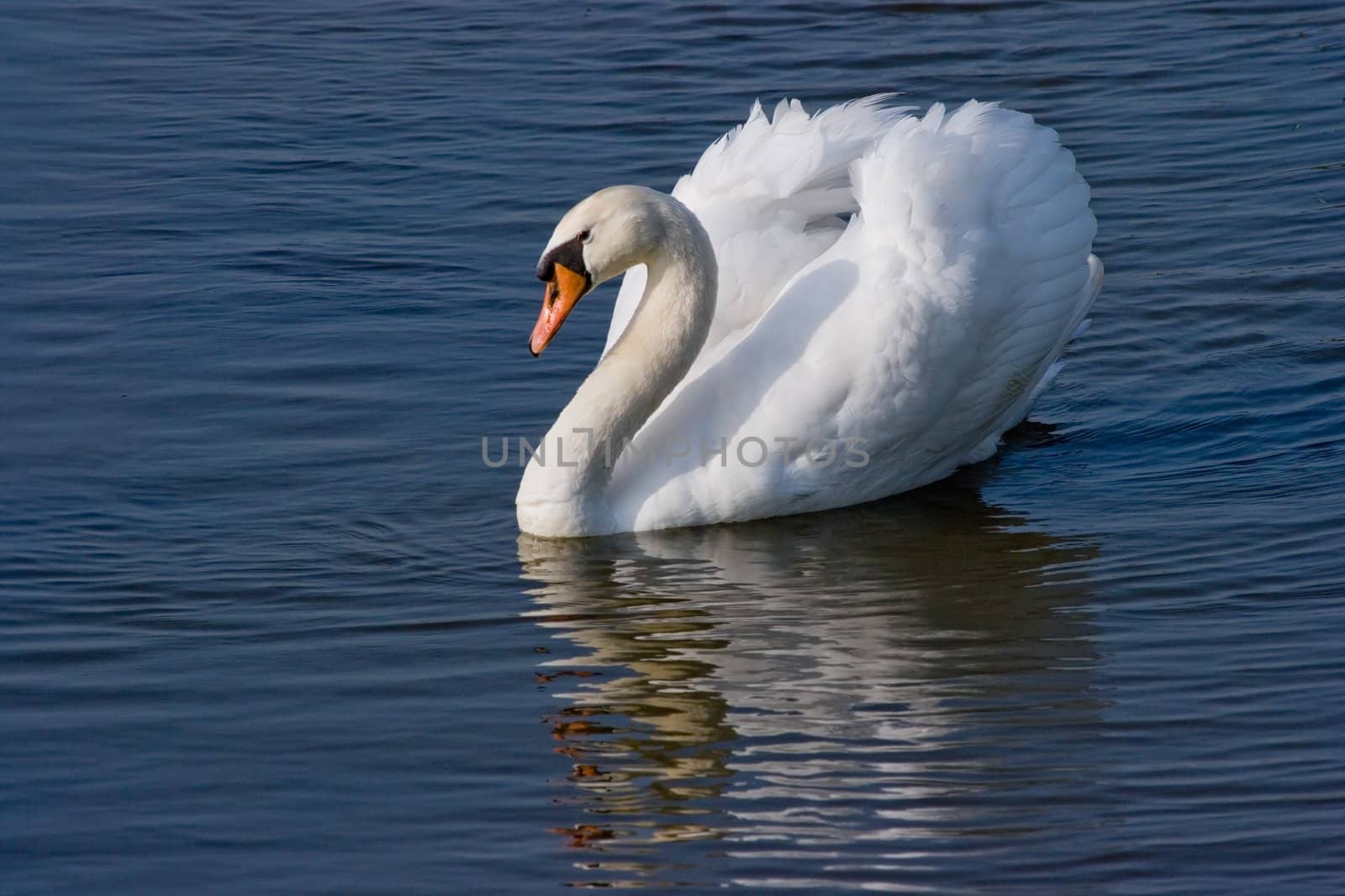 Beautiful white swan sailing like a ship on the water in a blue aprilmorning