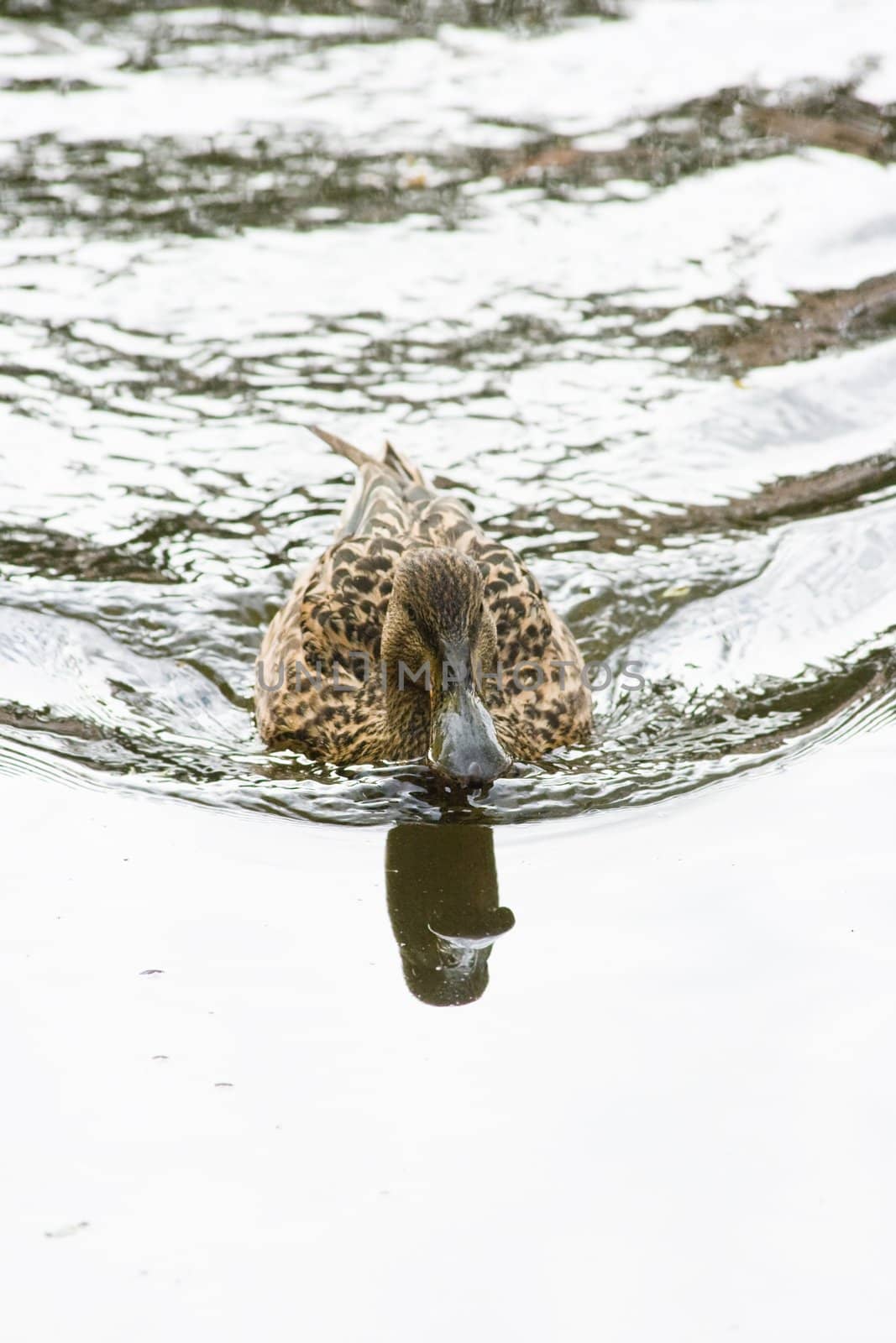 Northern shoveler female swimming in silver water