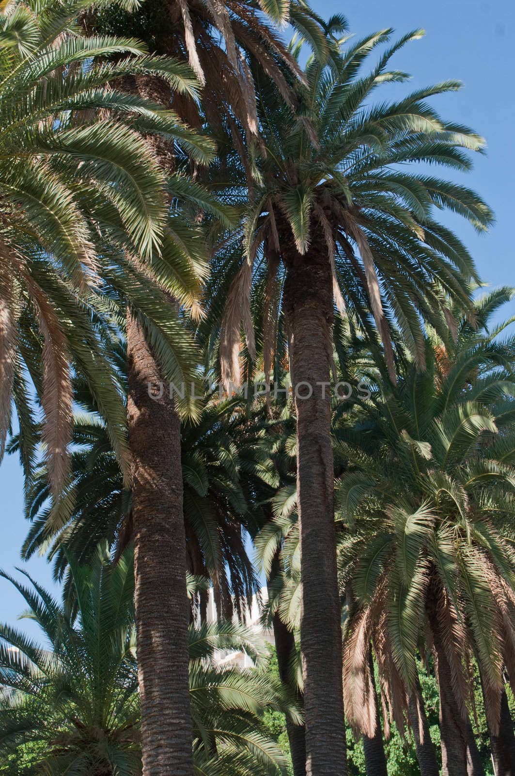Date-palm trees against the blue sky.