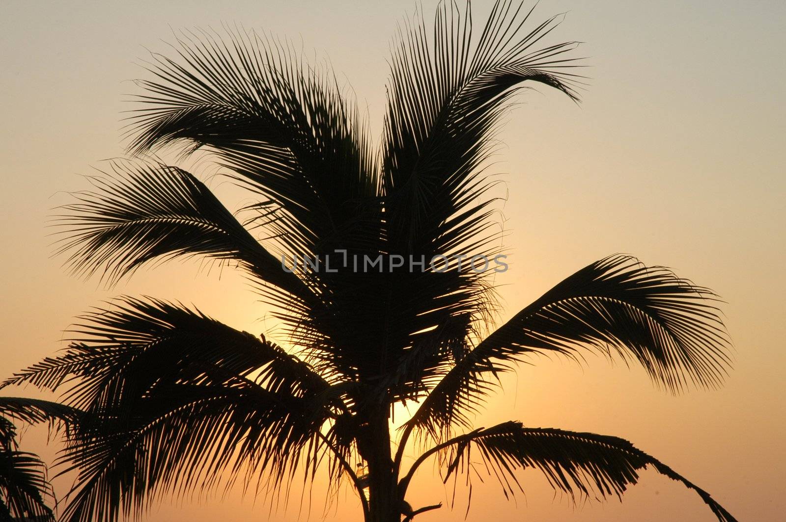 Palm in susnet light in Puerto Escondido by haak78