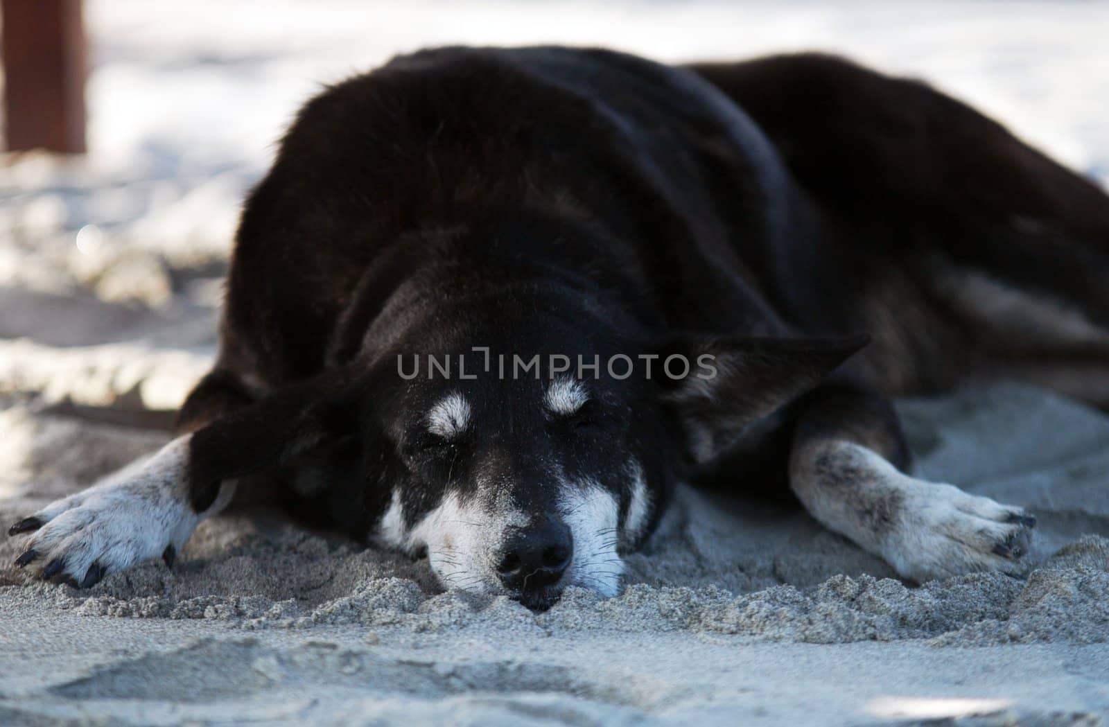 Dog sleeping on beach by haak78