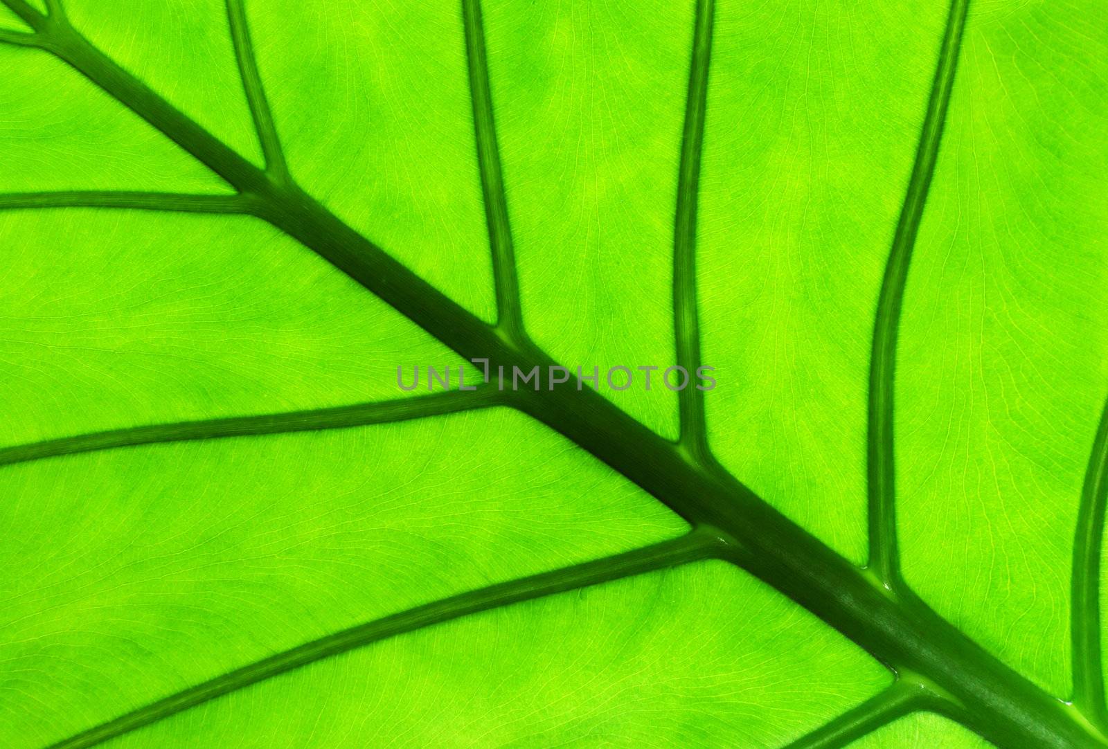 detail of an alocasia leaf with see-through light showing texture
