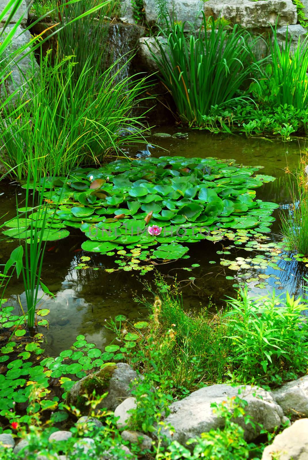 Natural stone pond lanscaping with aquatic plants and water lilies 