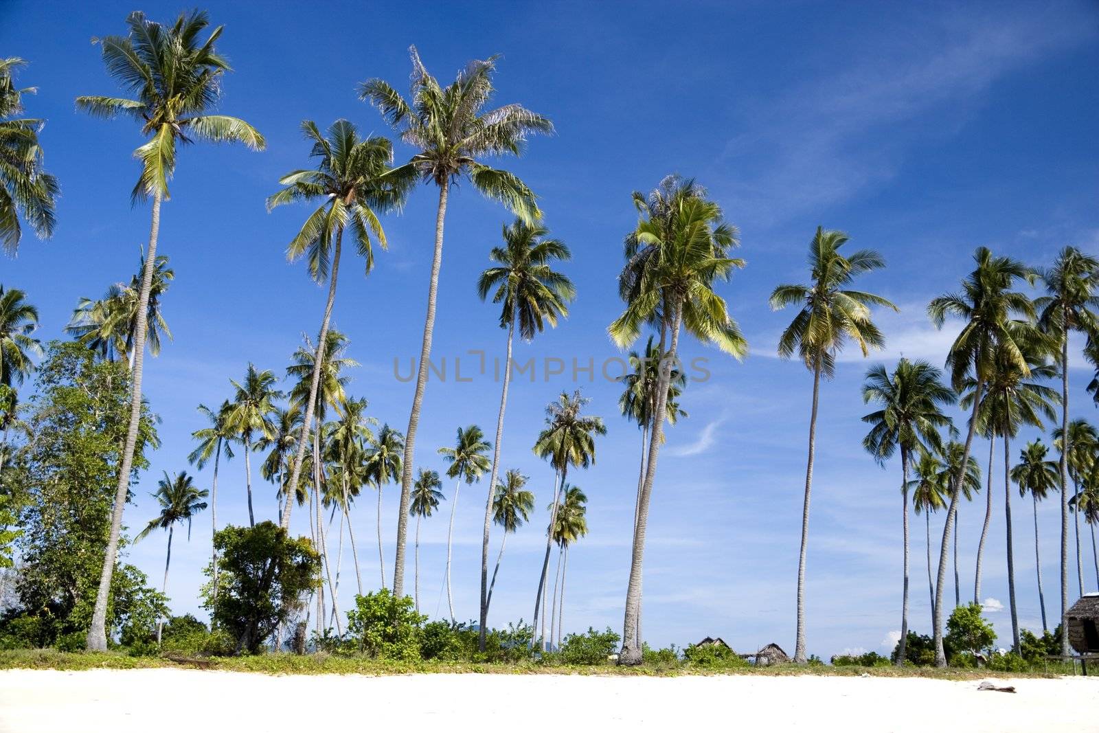 Island Coconut Trees  by shariffc
