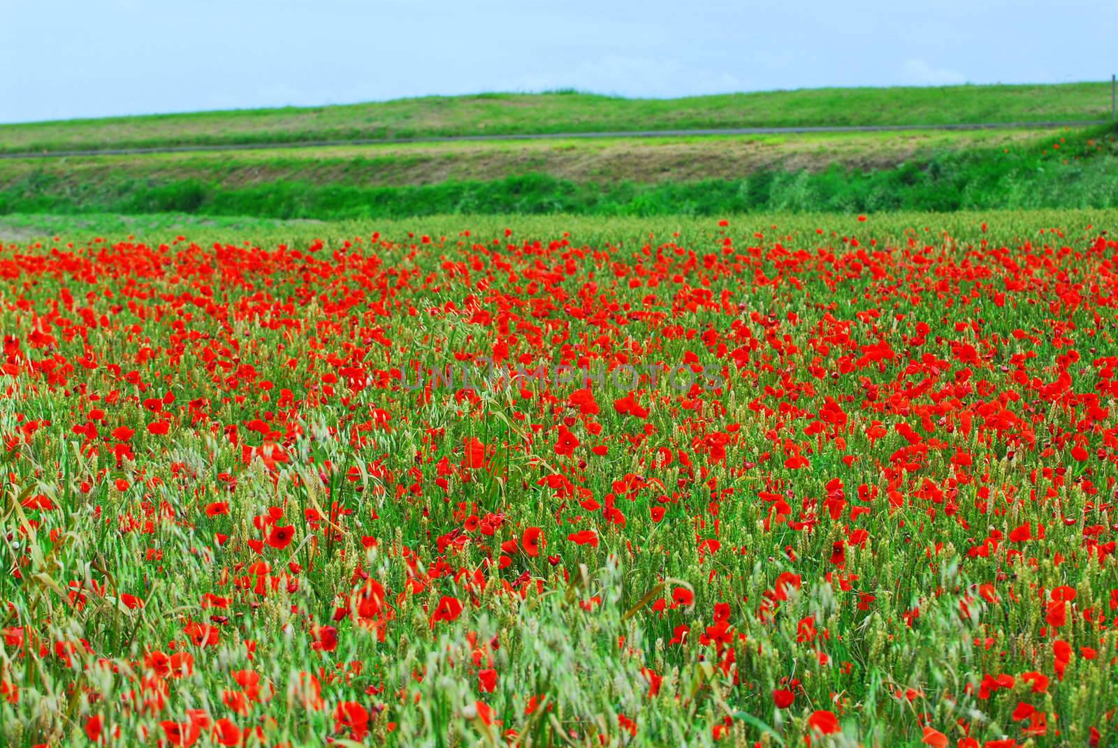 Poppy field under overcast sky in Brittany, France.