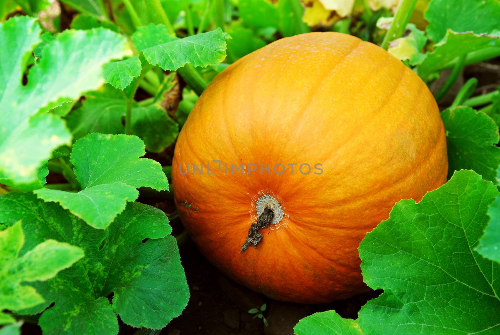 Big pumpkin growing on a pumpkin patch