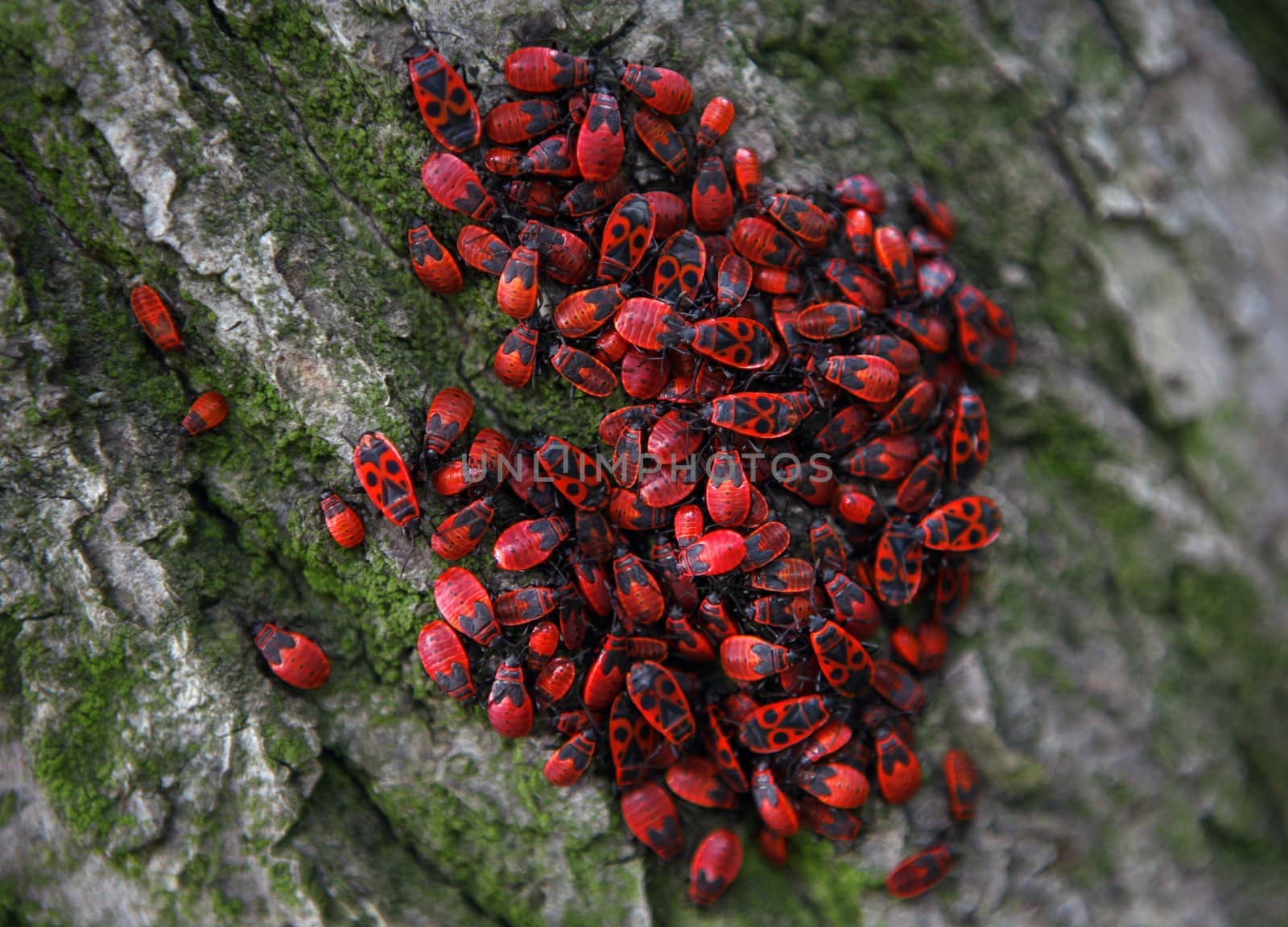 Many red and black firebugs on the tree