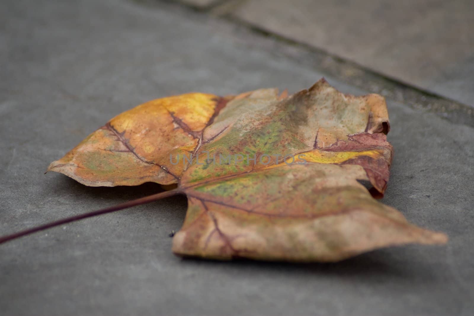 Fall leaf by timscottrom