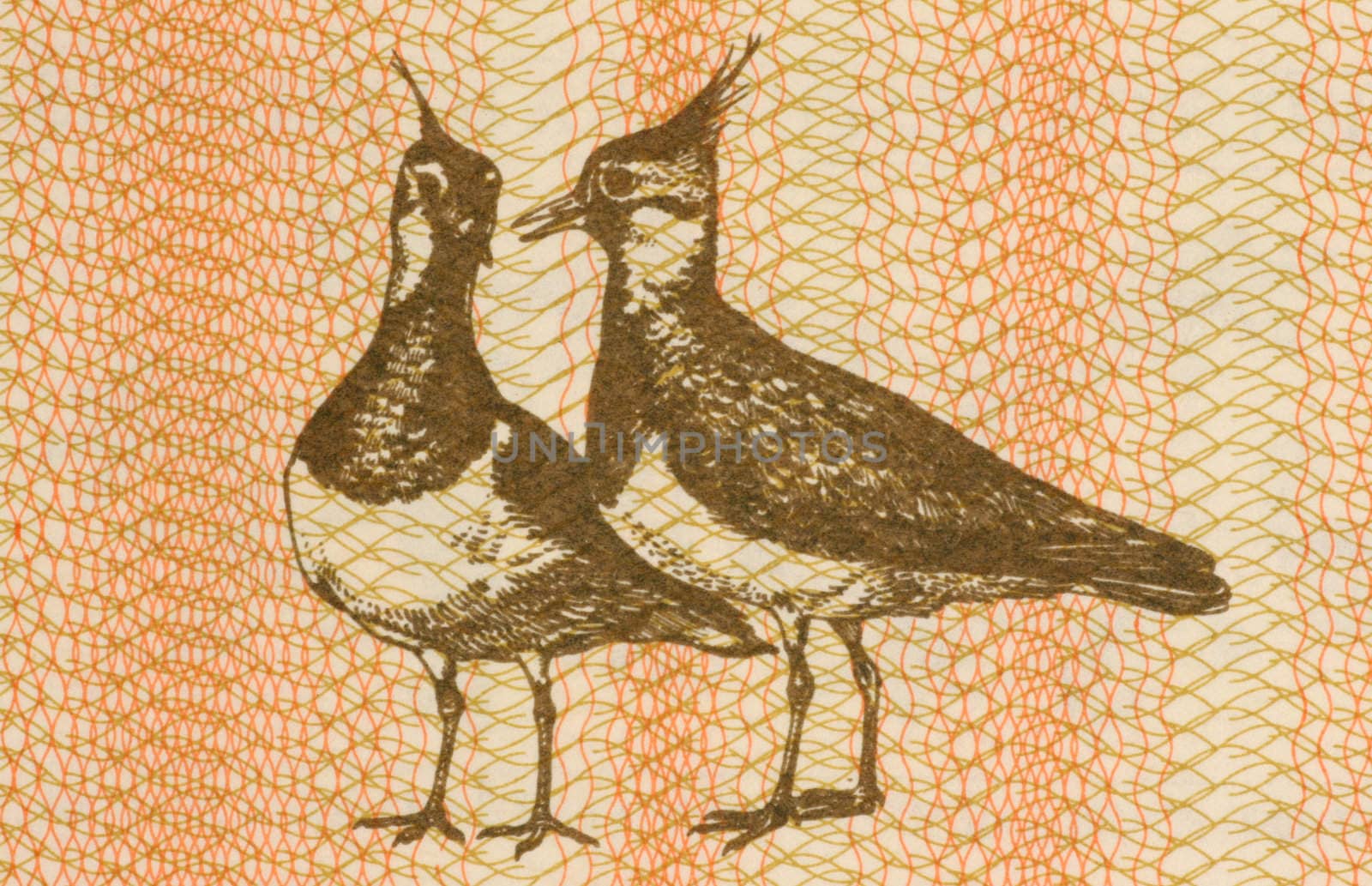 Pair of eurasian lapwings on 1 talonas banknote from Lithuania