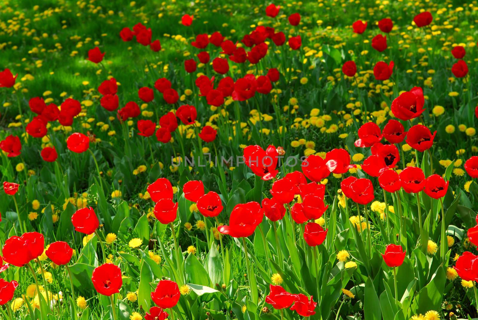 Red tulips and yellow dandelions blooming in a spring field