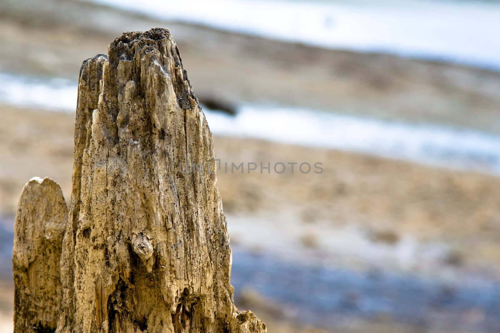 Close up of top of old broken jetty post shallow depth of field