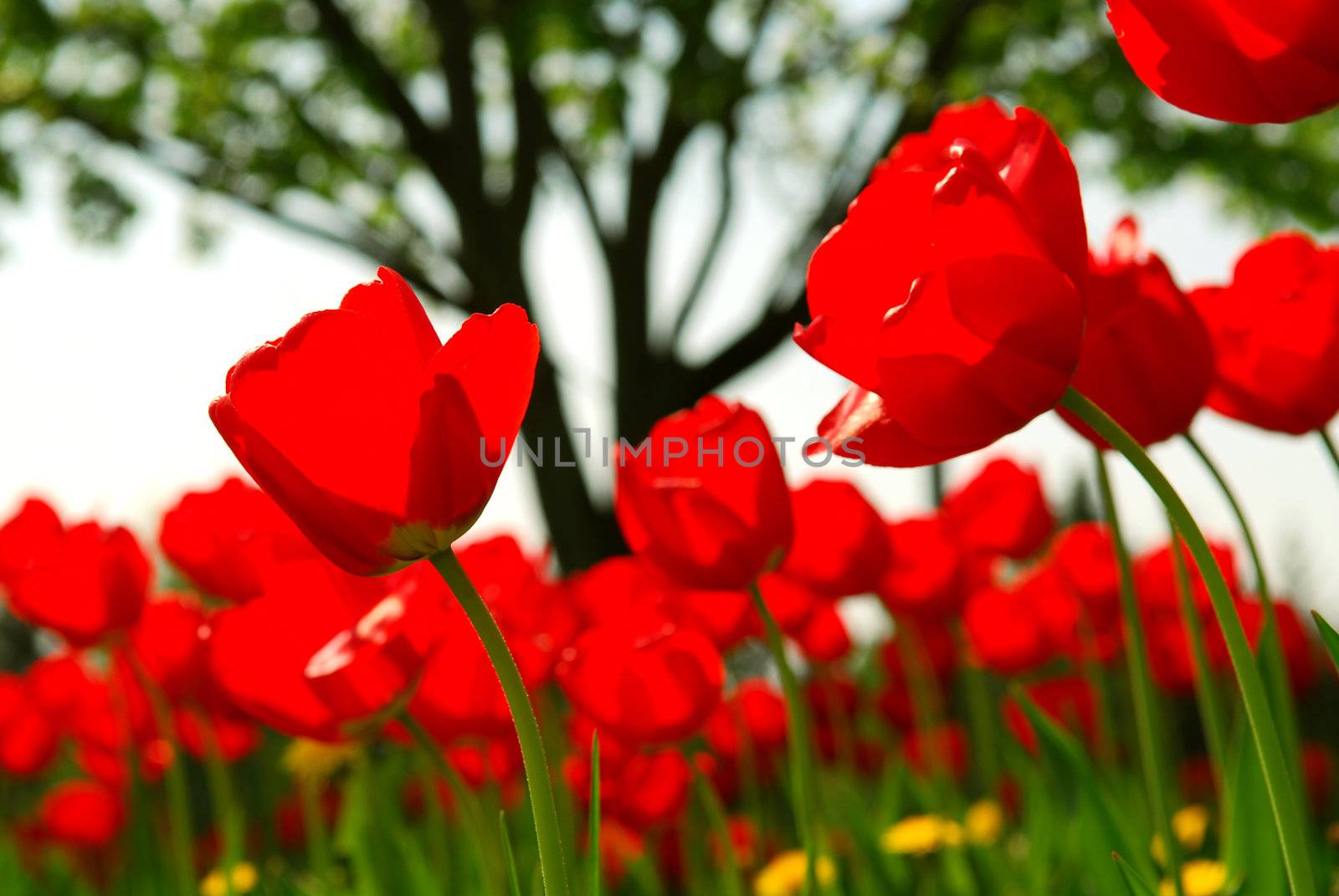 Red tulips flowers blooming in a spring field