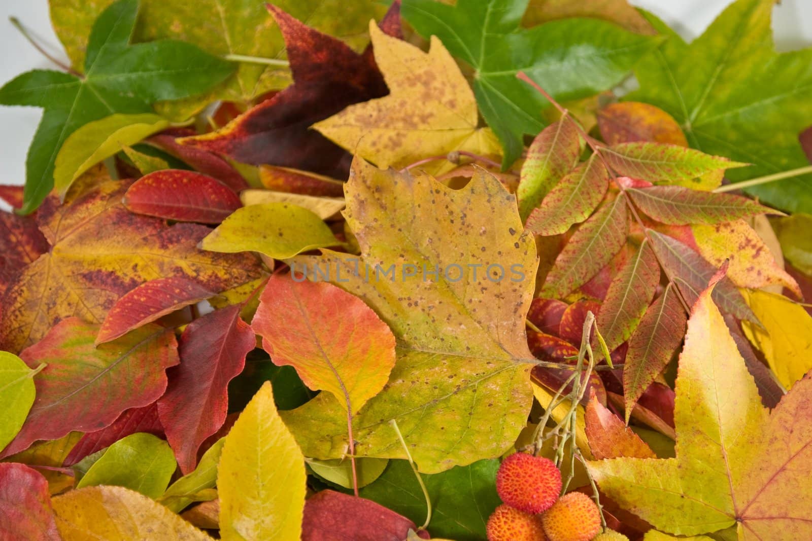 closeup of pile of autumn leaves