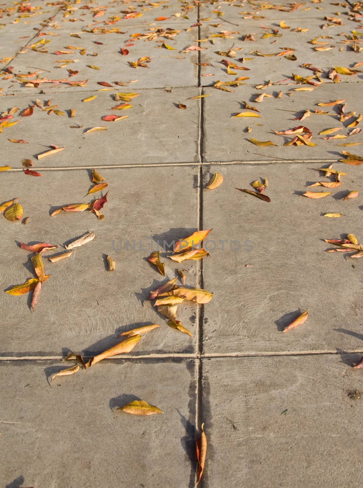 Leaves in autumn sitting on the sidewalk