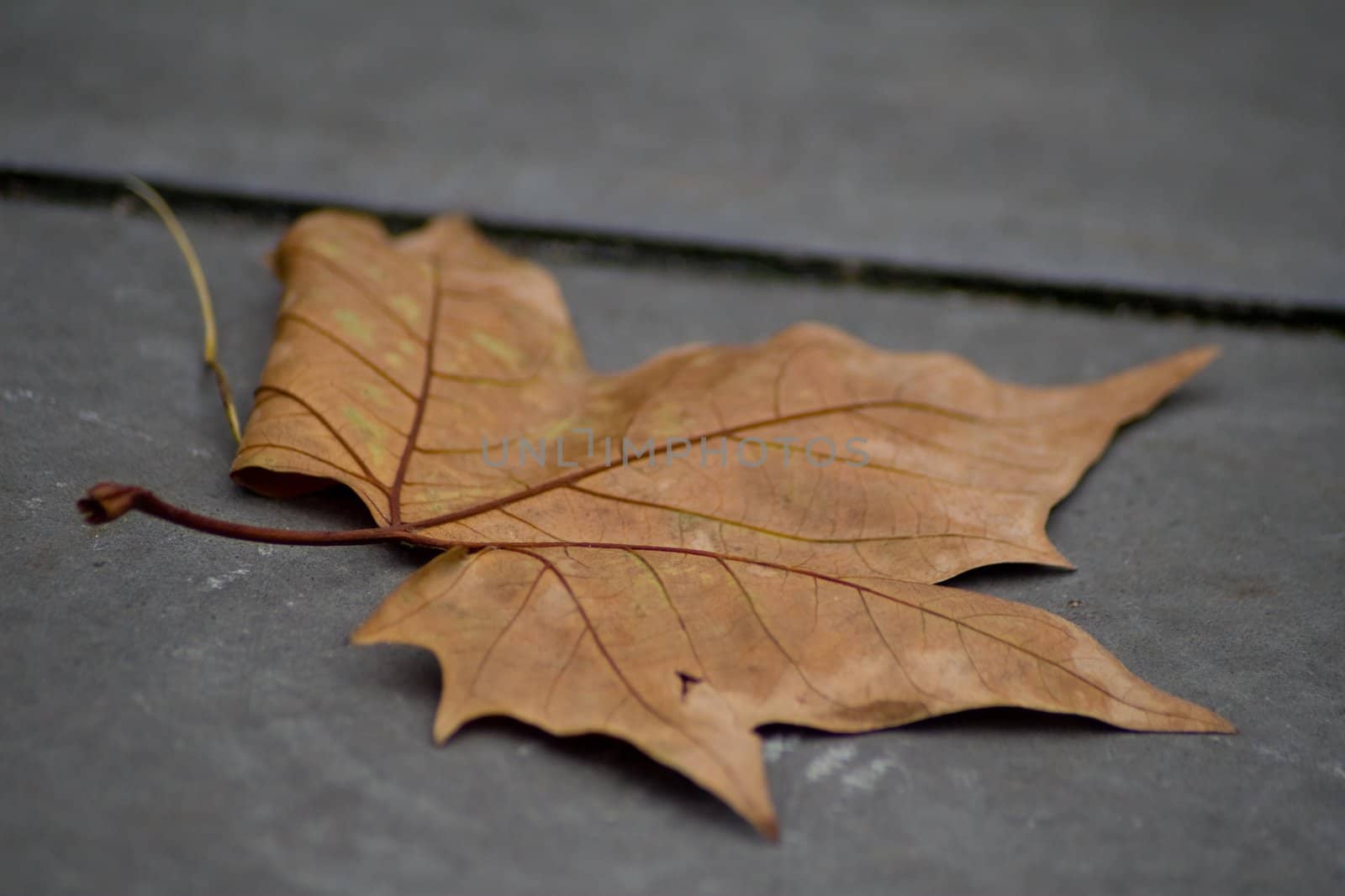 Fall leaf by timscottrom