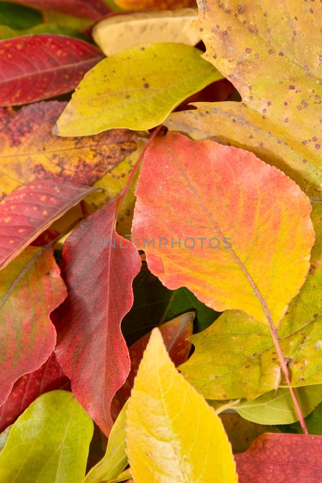 closeup of pile of autumn leaves