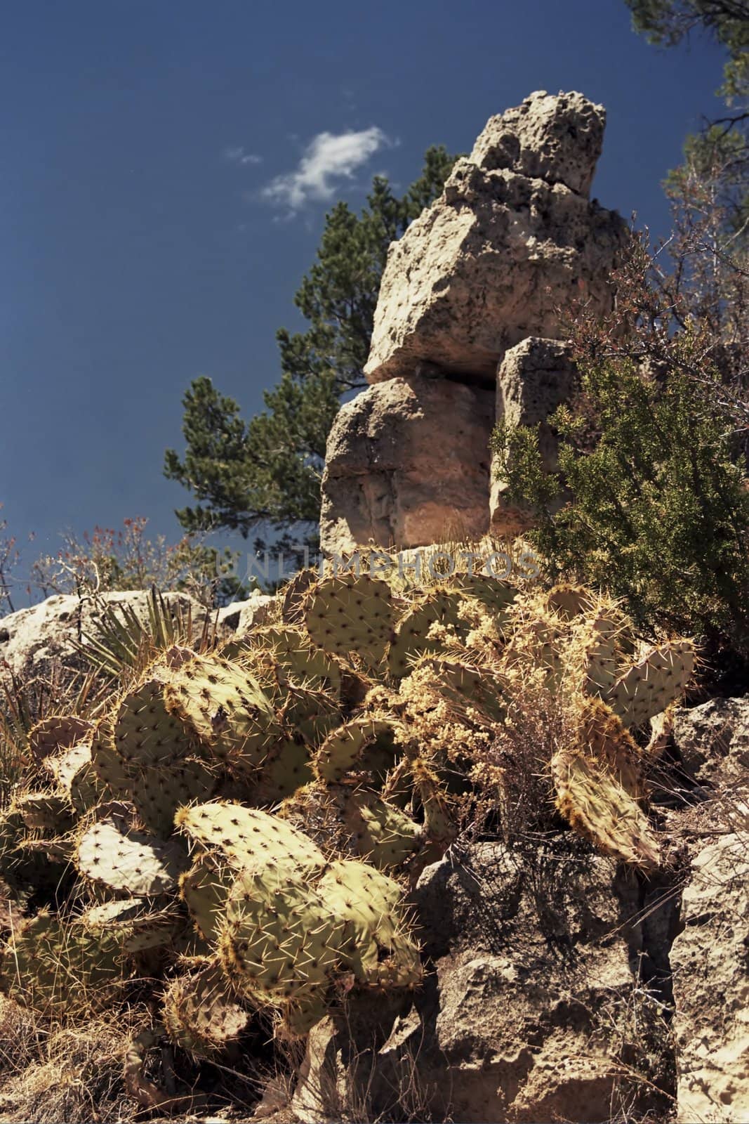 Wild cacti on hill in American southwest desert