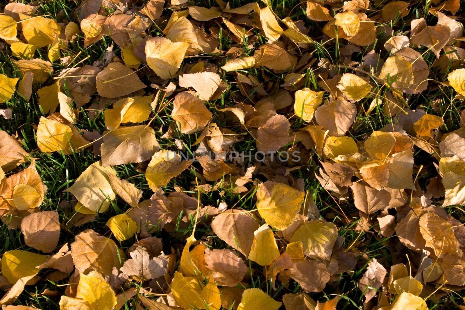 Autumn leaves by timscottrom