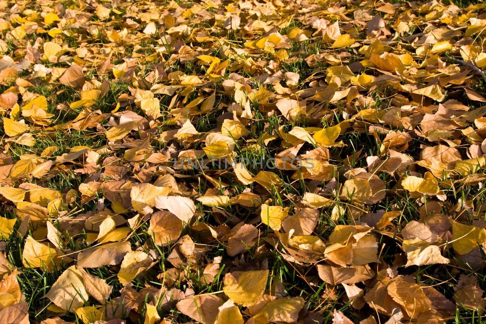 Leaves in autumn laying on grass after falling from tree