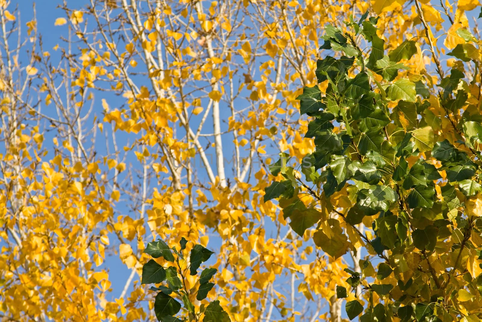 Close-up of tree branches with different autumn leaves as they change color