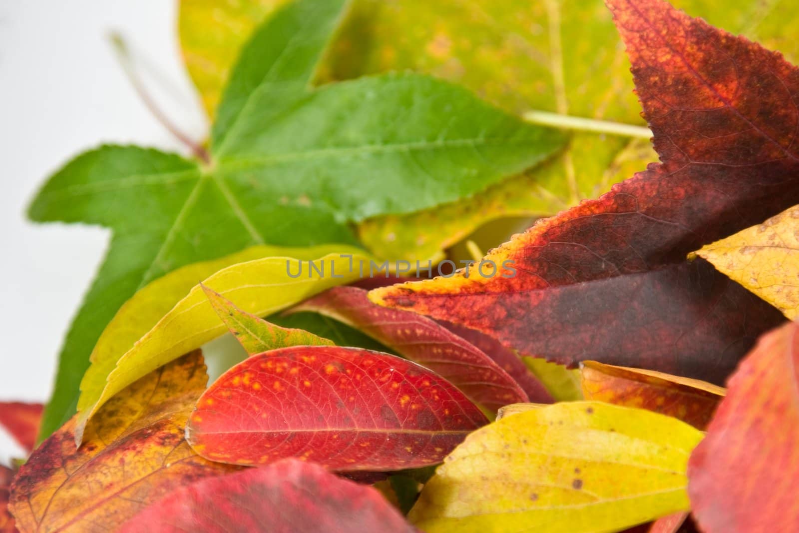 Pile of brightly colored autumn leaves on white background