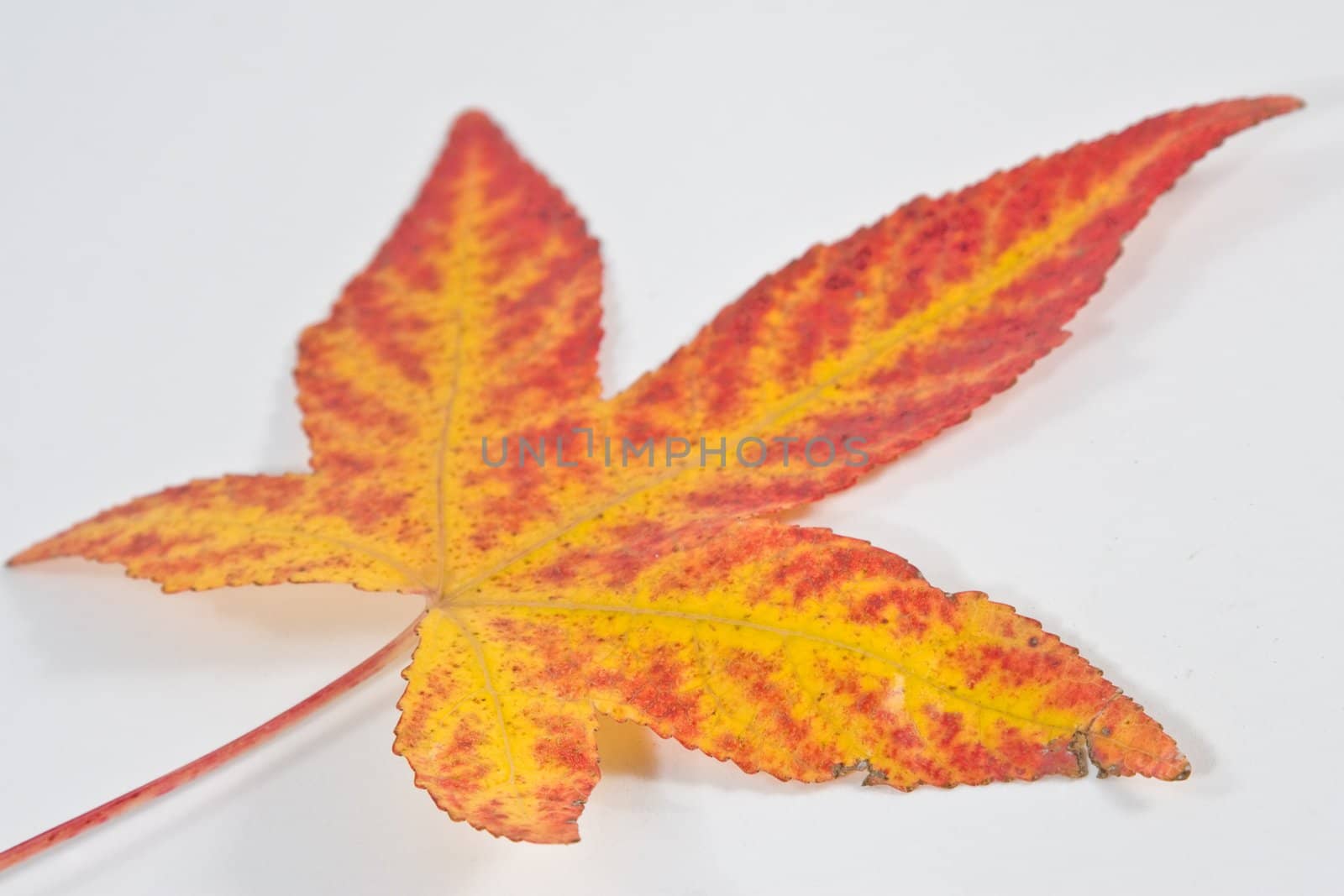 Fallen leaf isolated on white background