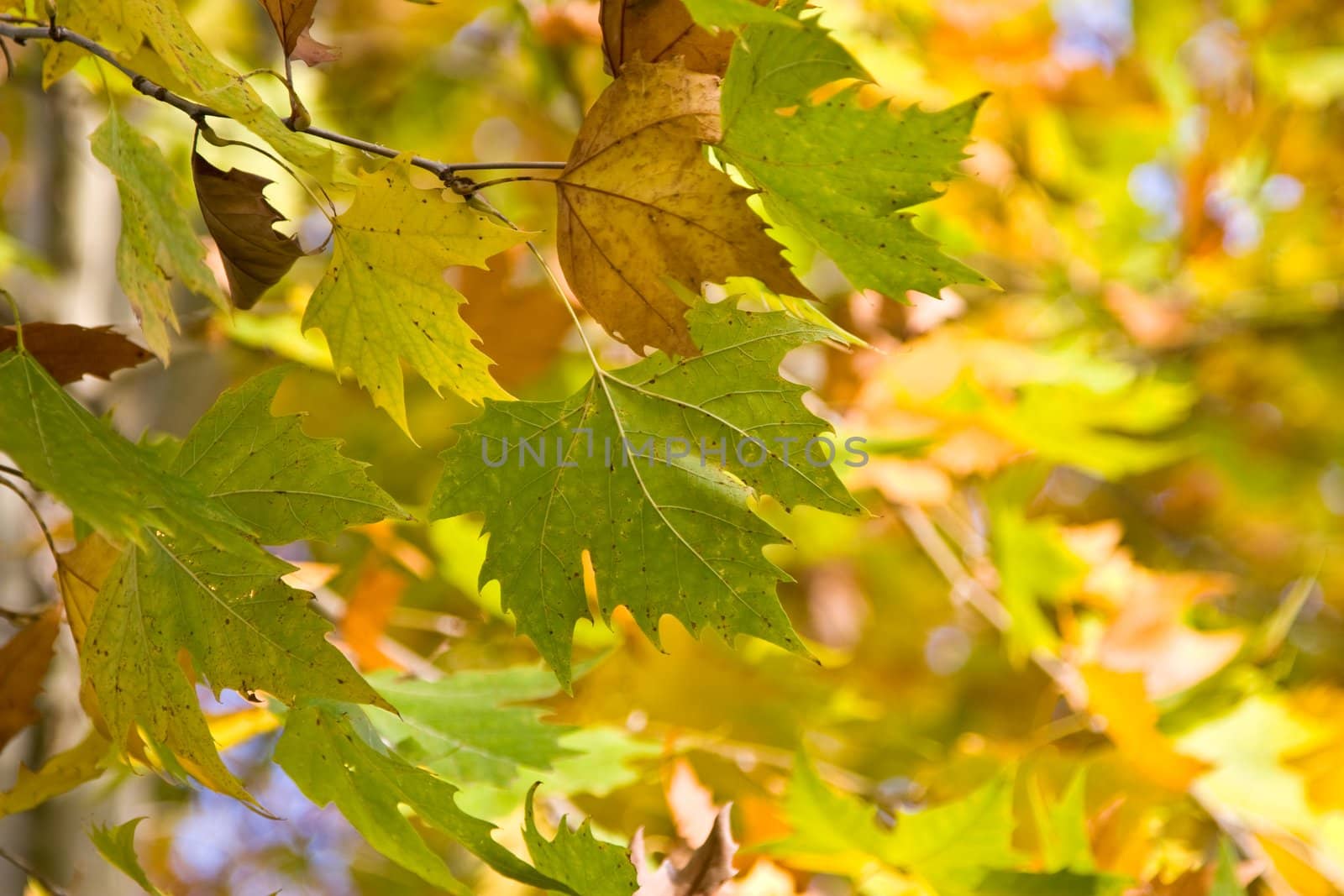 Autumn leaves by timscottrom