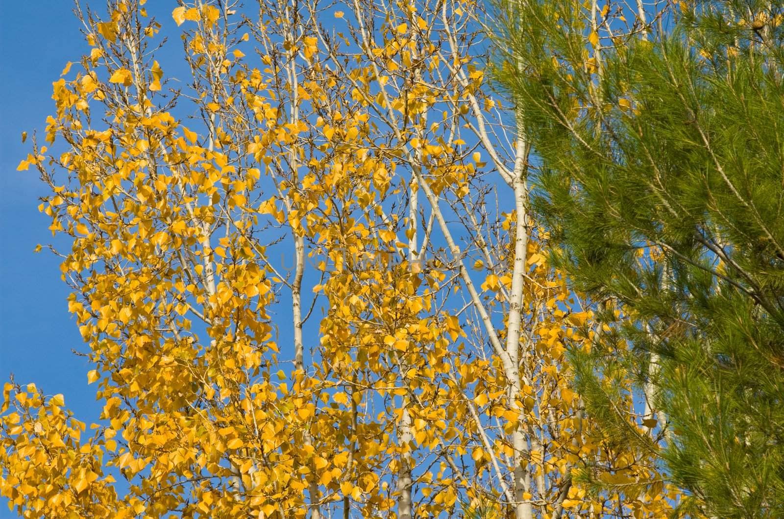 Close-up of tree branches with different autumn leaves as they change color