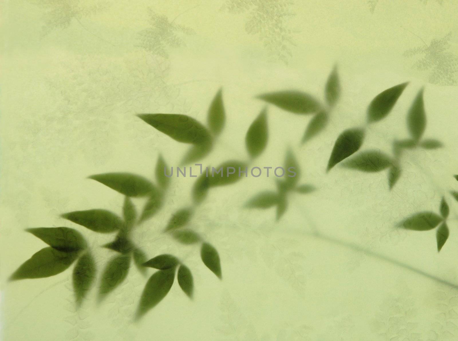 nandina (heavenly bamboo) leaves partially obscured by textured paper imprinted with a fern motif