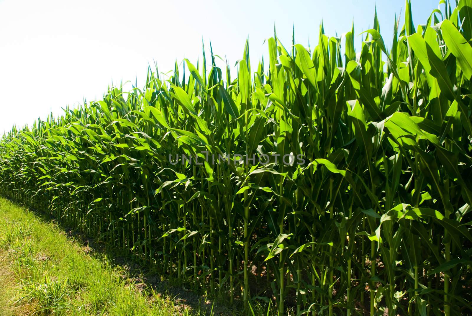 Perspective low view of a corn field on a sunny day.