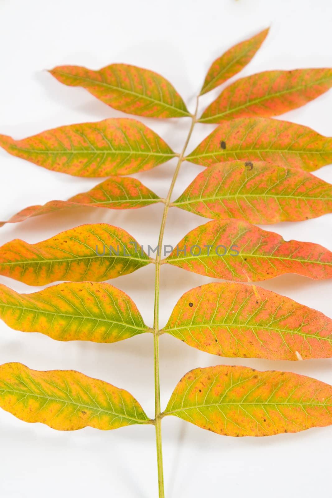 Closeup of single branch with leaves mid changing colors