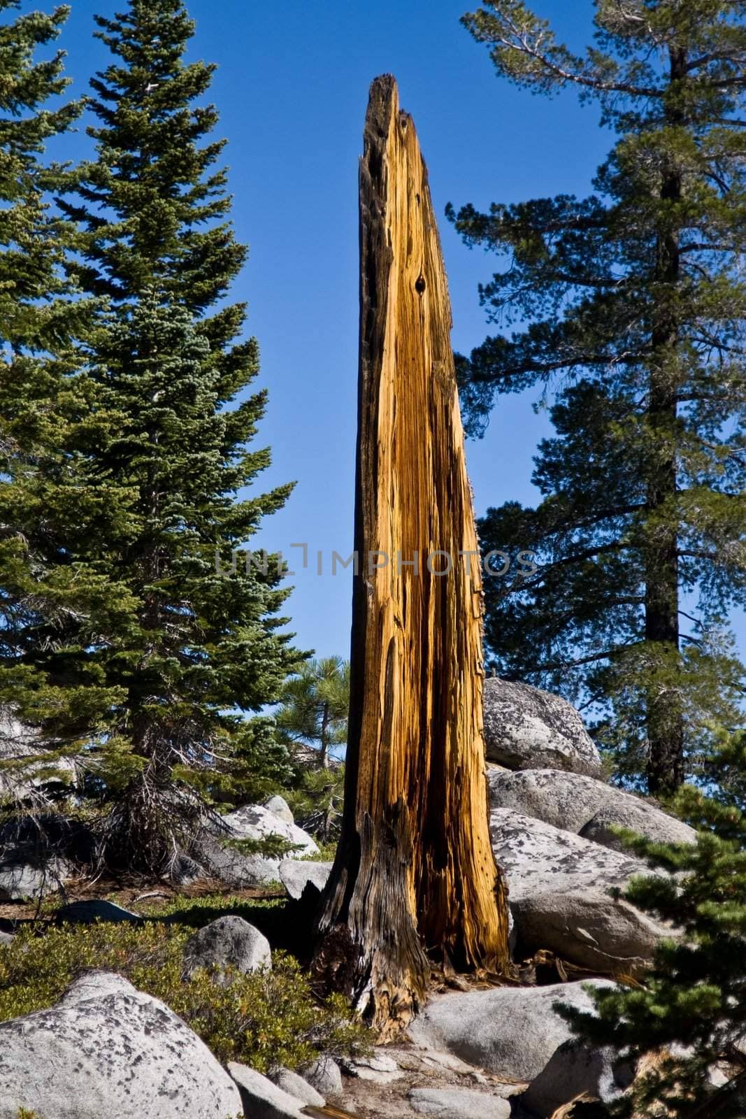 Tall decaying tree on side of mountainous hill
