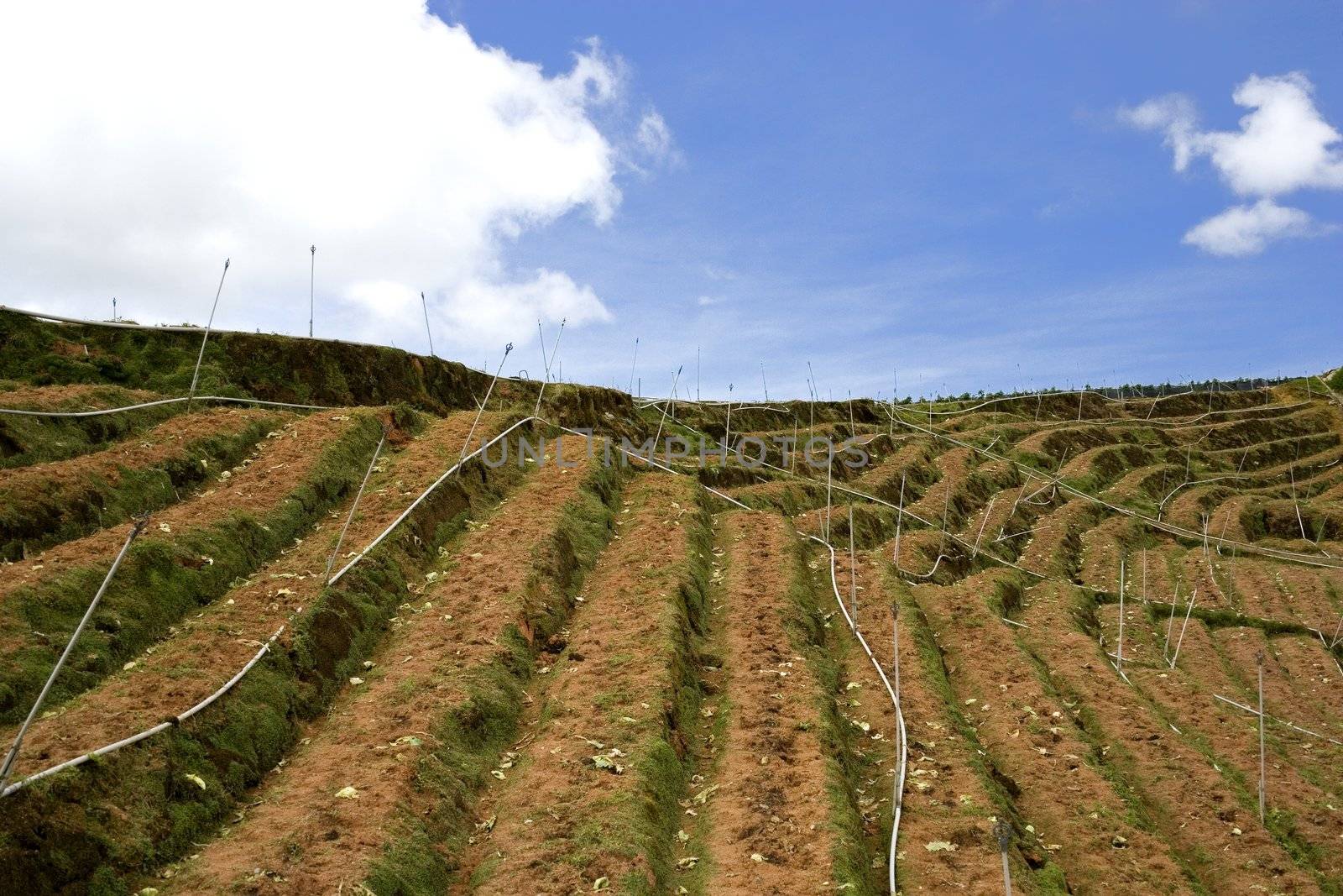 Landscape of a highland vegetable farm terrace at Cameron Highlands, Malaysia. This terrace is now barren after harvesting of vegetables.