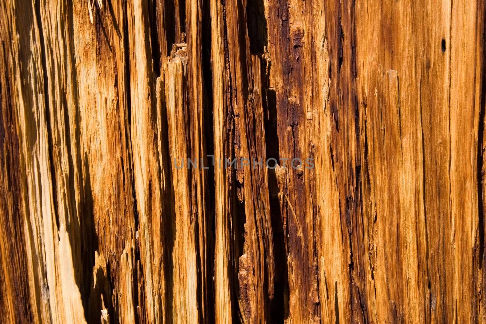 Close up of wood grain of decaying tree