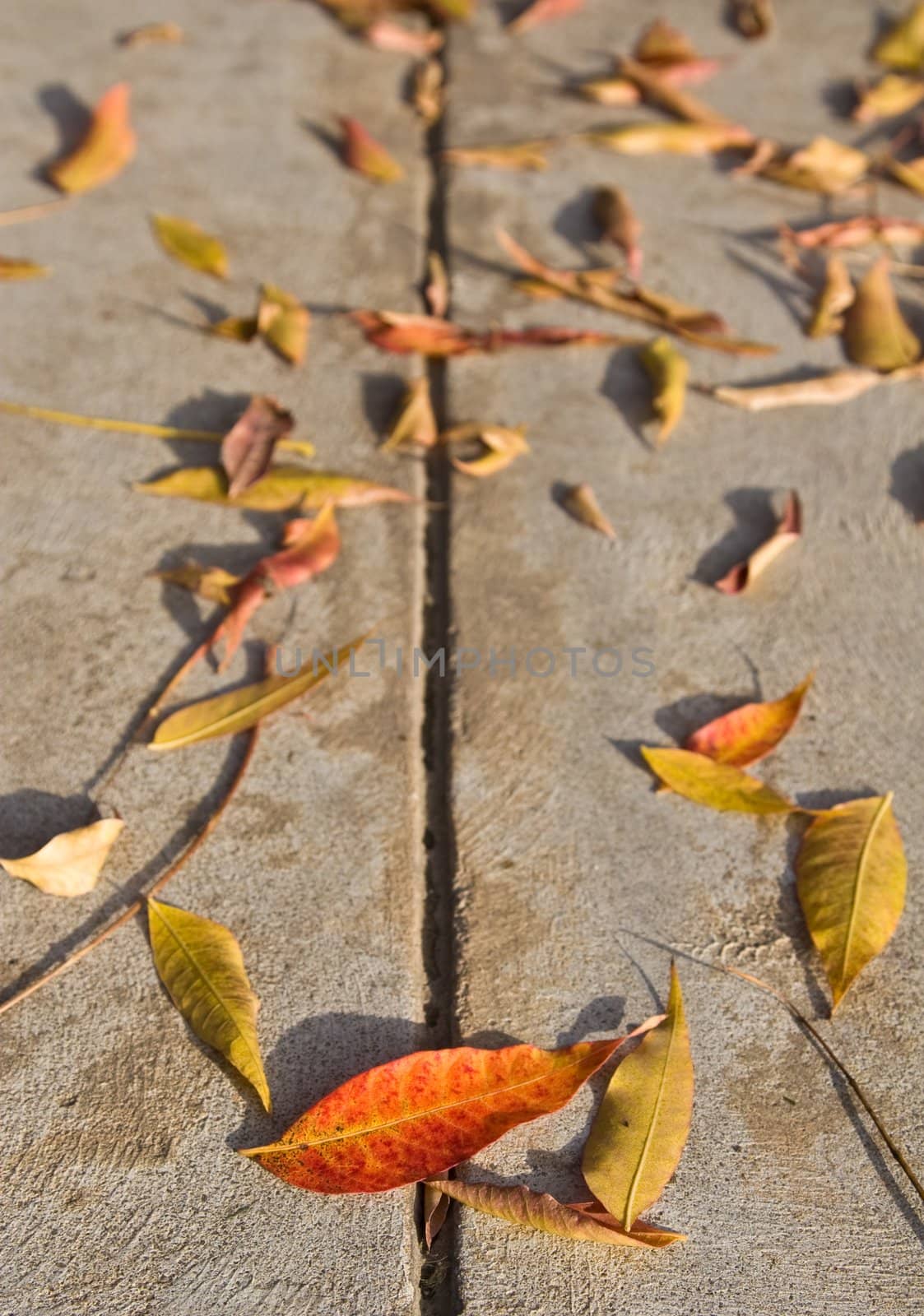 Leaves in autumn sitting on the sidewalk