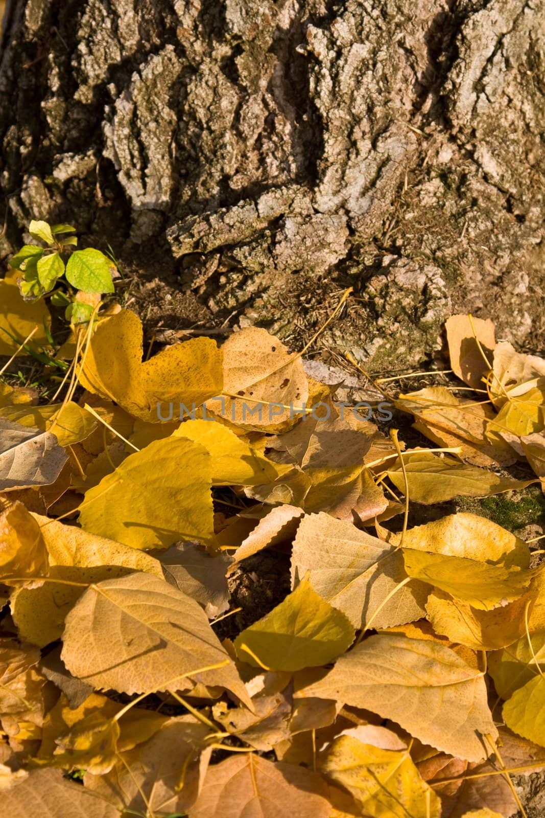 Pile of leaves by timscottrom