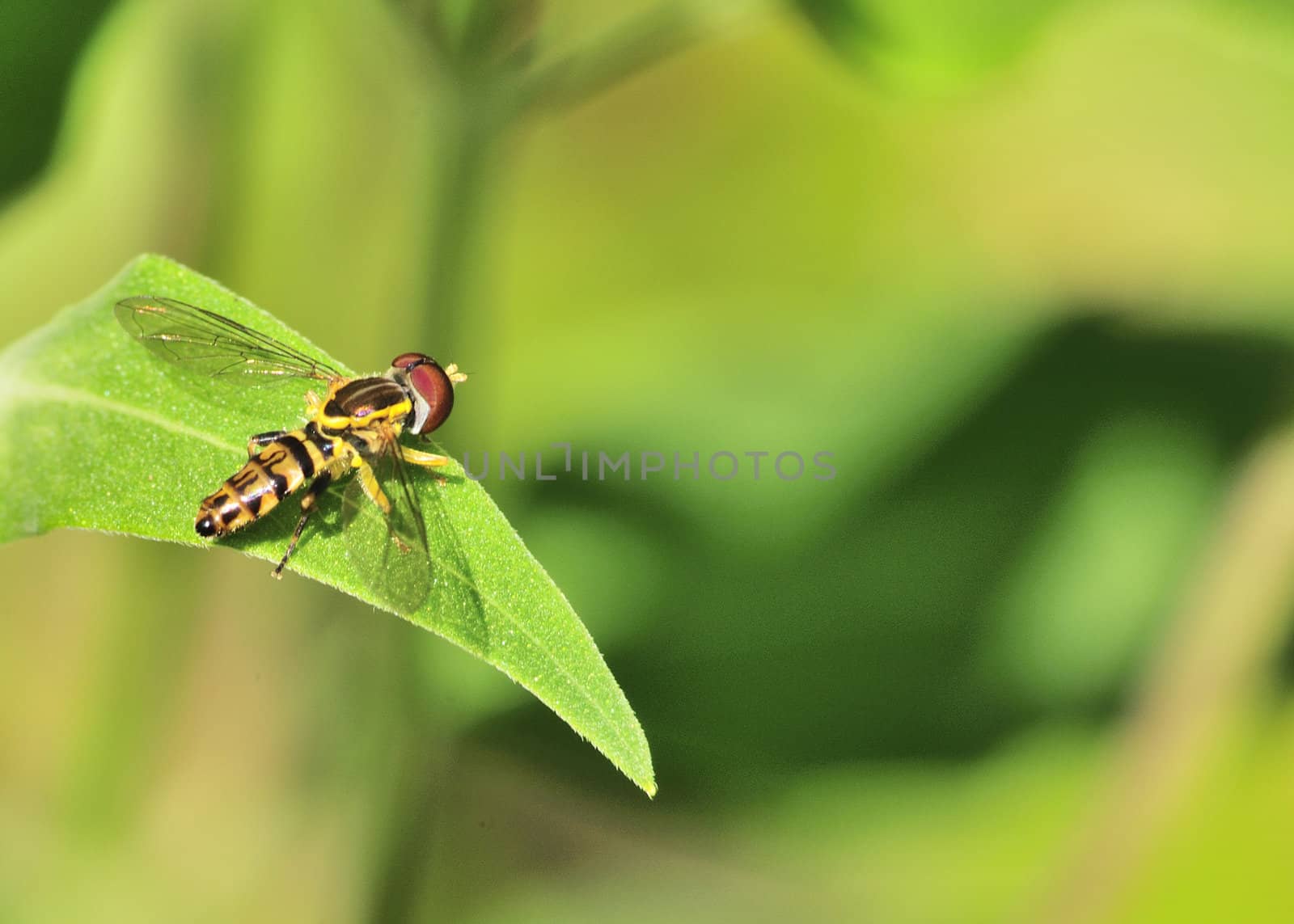 A hoverfly perched on a plant leaf.