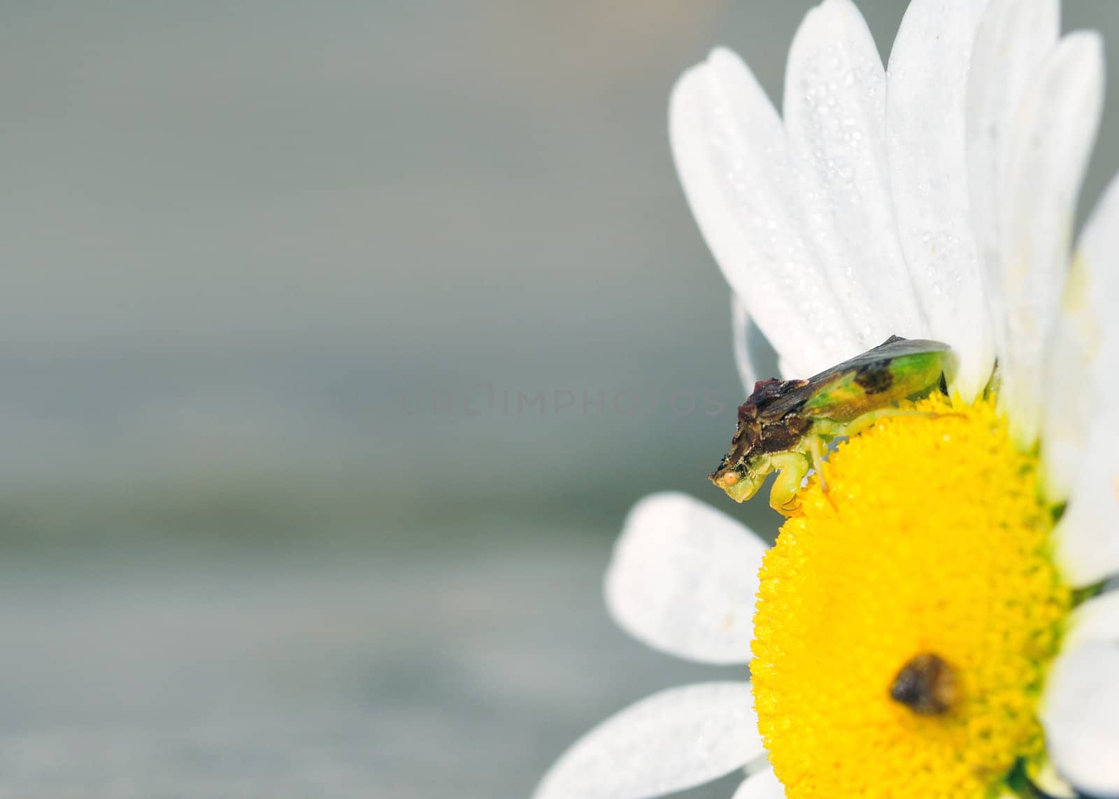 An Ambush Bug perched on a flower waiting on prey.