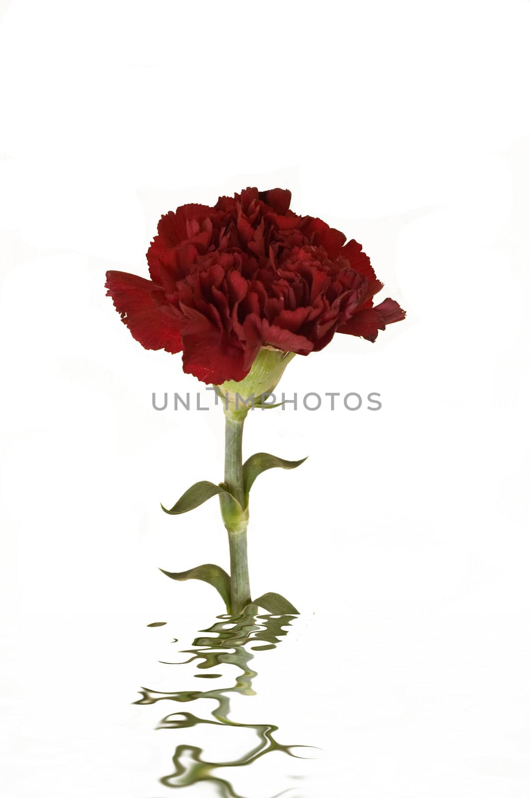 a red carnation flower reflecting in water 