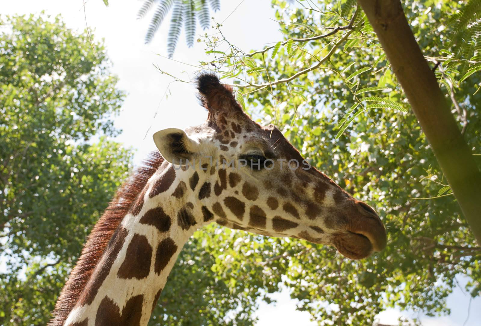 a tall graffe eating leaves from a tree at the zoo